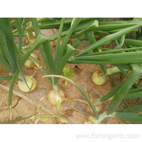 High Quality New Crop Yellow Onion 2019